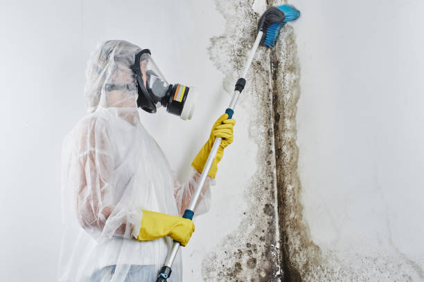 Best Commercial Mold Remediation in Ruskin, FL