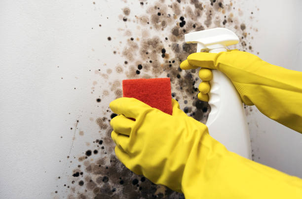 Best Mold Remediation for Specific Building Types in Ruskin, FL