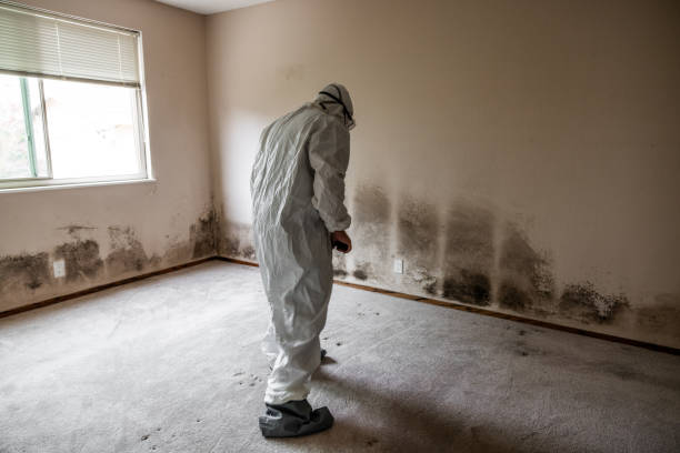 Professional Mold Remediation in Ruskin, FL
